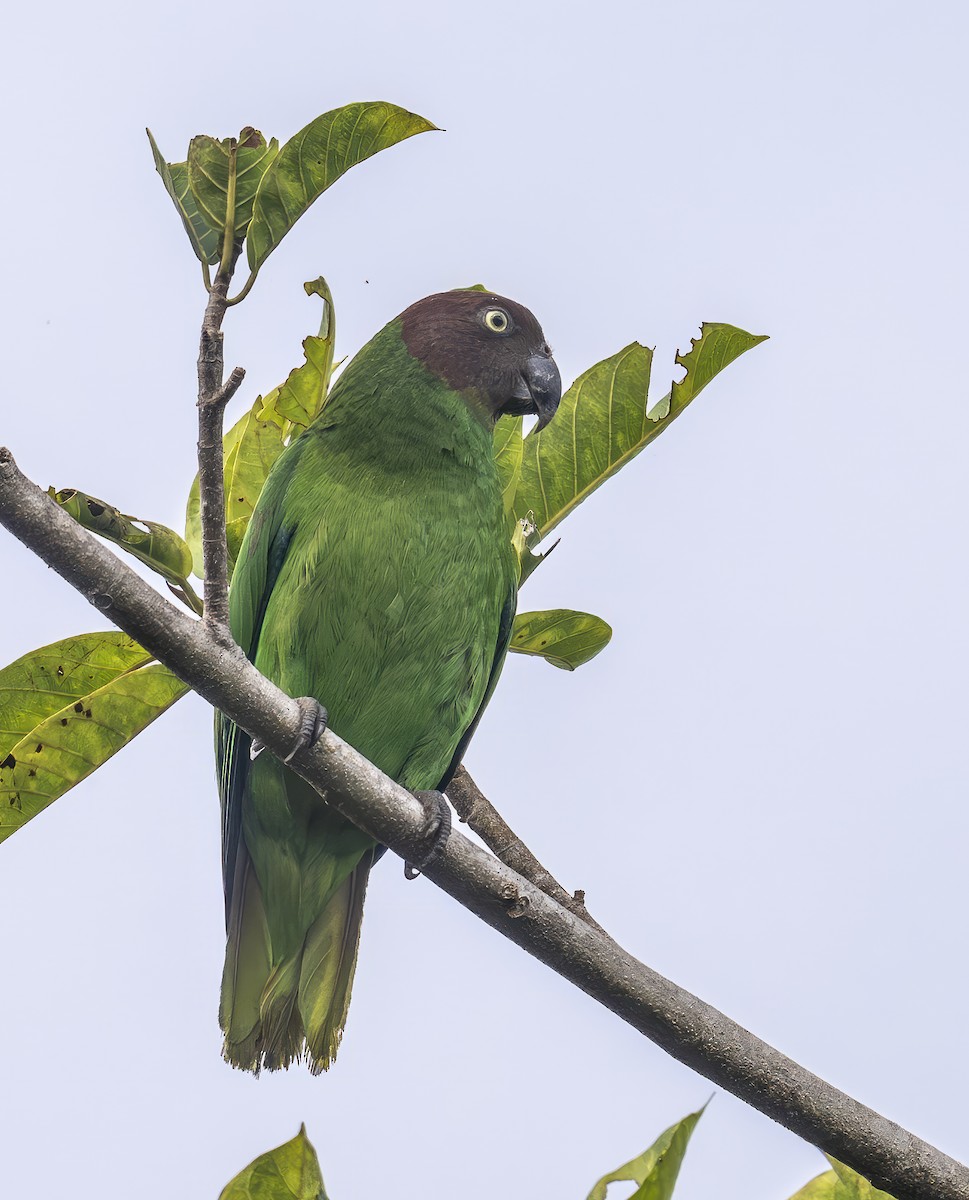 Al Yüzlü Papağan - ML646547283