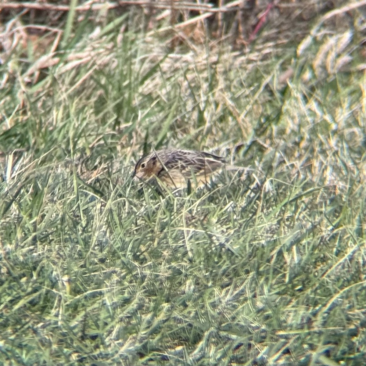 Grasshopper Sparrow - ML646547287