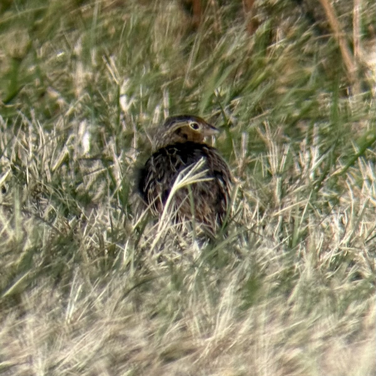 Grasshopper Sparrow - ML646547288