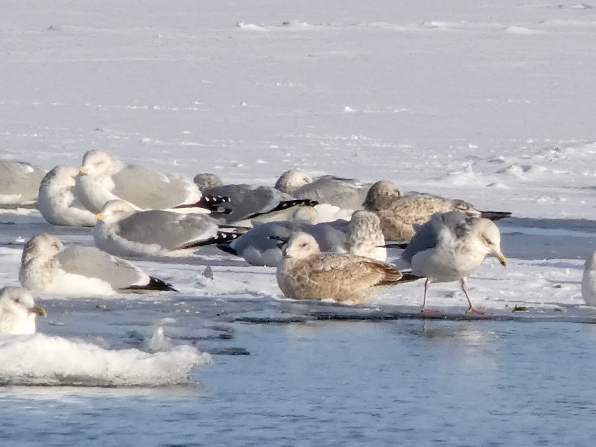American Herring Gull - ML646547289
