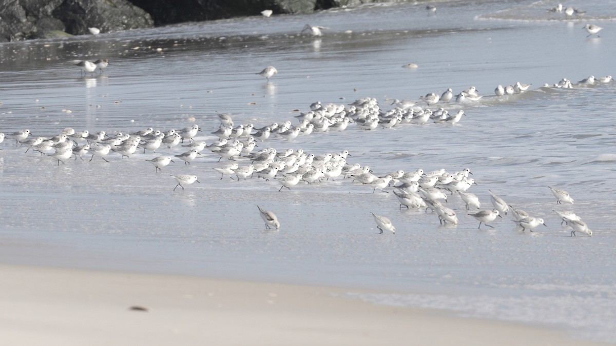 Песчанка - ML646547290