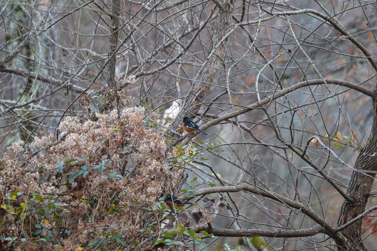 Eastern Towhee - ML646547292