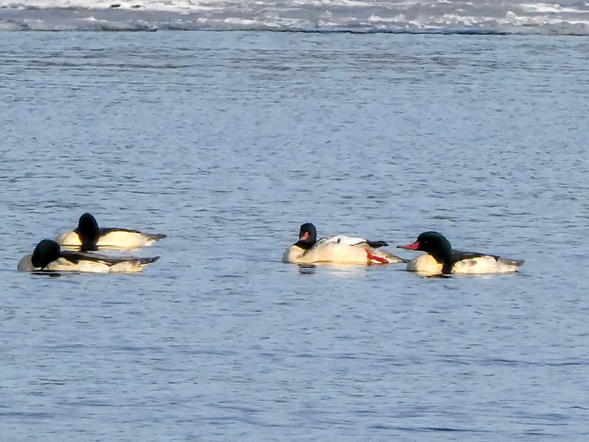 Common Merganser - ML646547294