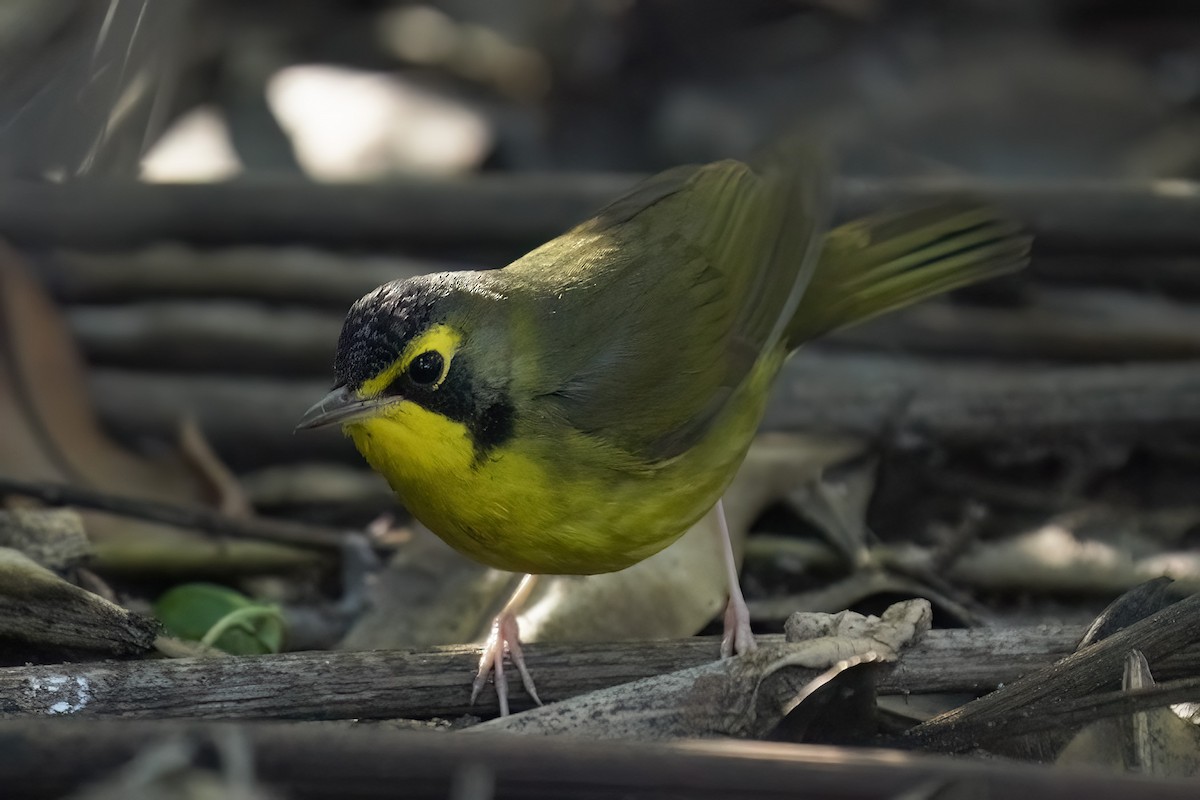 Kentucky Warbler - ML646547298