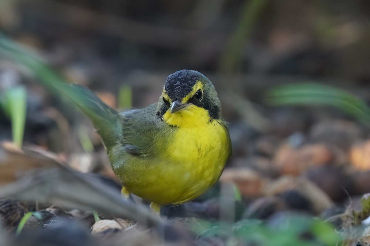 Kentucky Warbler - ML646547299