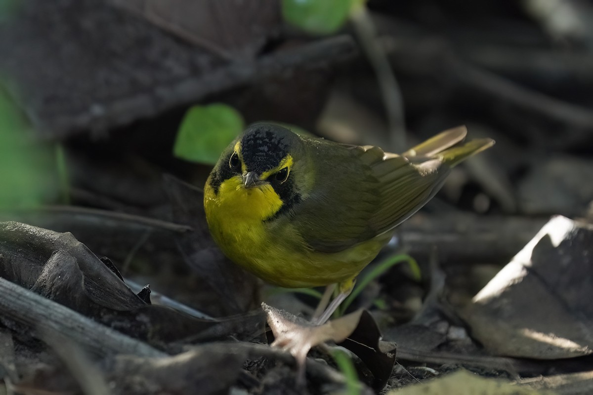Kentucky Warbler - ML646547300