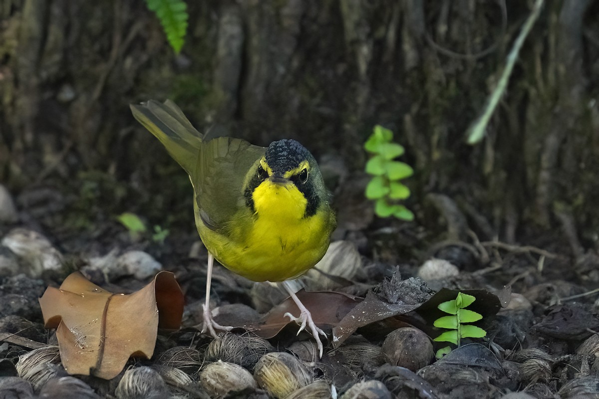 Kentucky Warbler - ML646547301