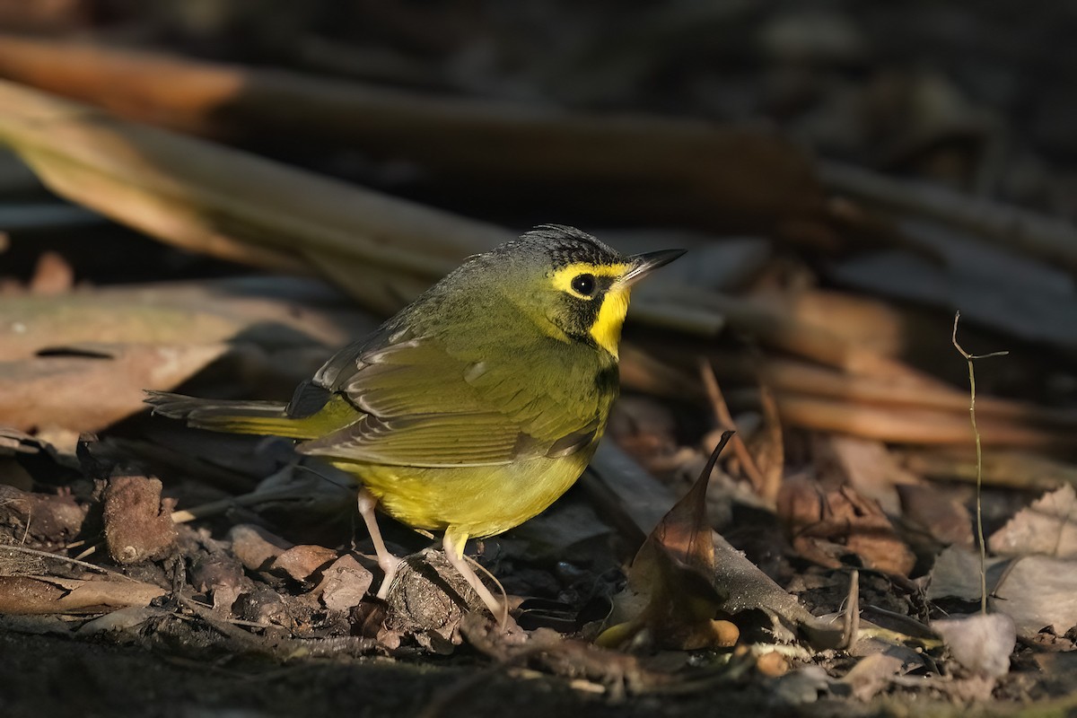 Kentucky Warbler - ML646547302