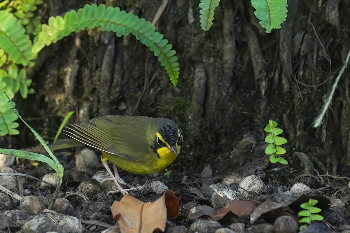 Kentucky Warbler - ML646547303