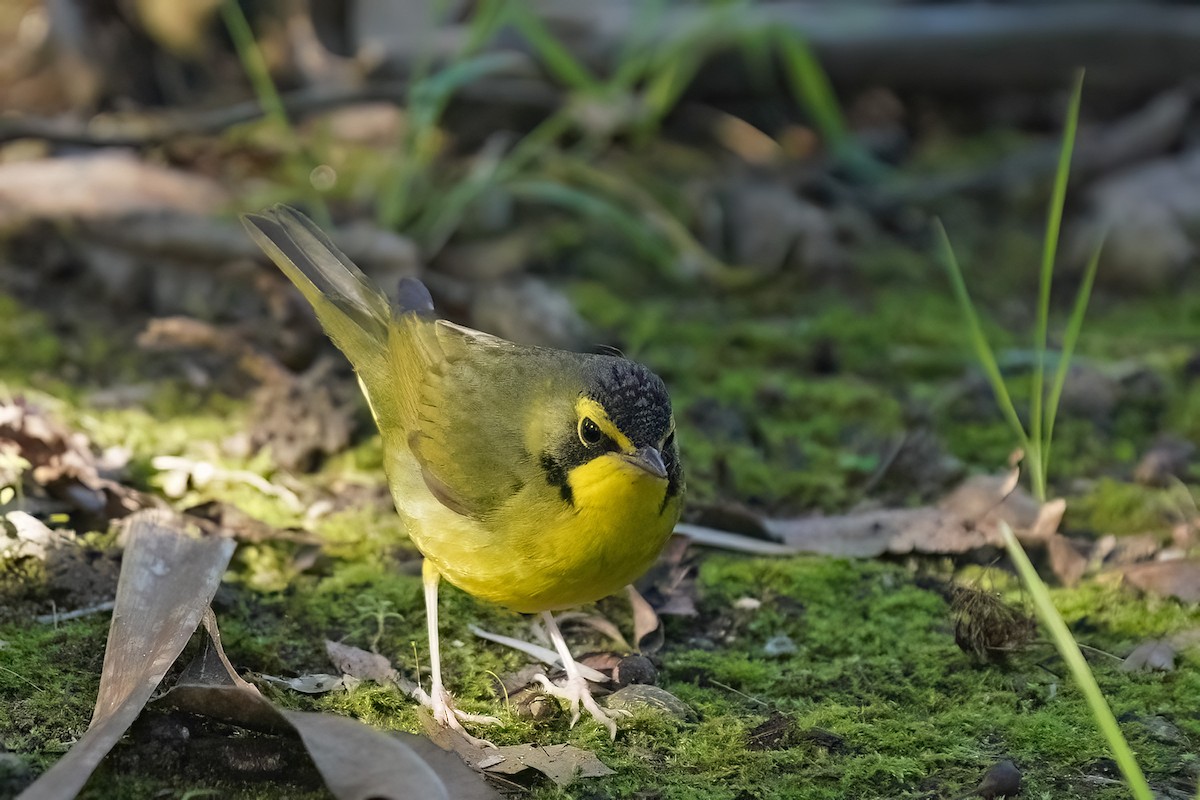 Kentucky Warbler - ML646547304