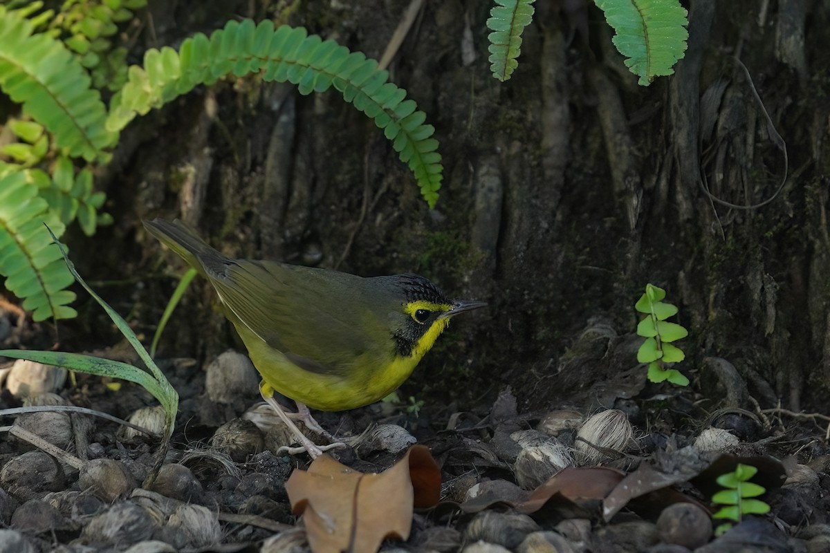 Kentucky Warbler - ML646547305