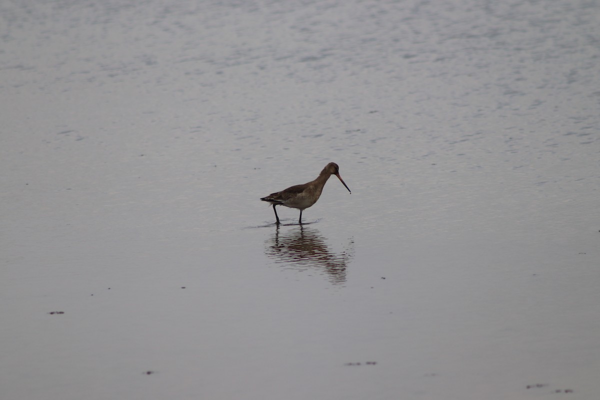 Black-tailed Godwit - ML646547307