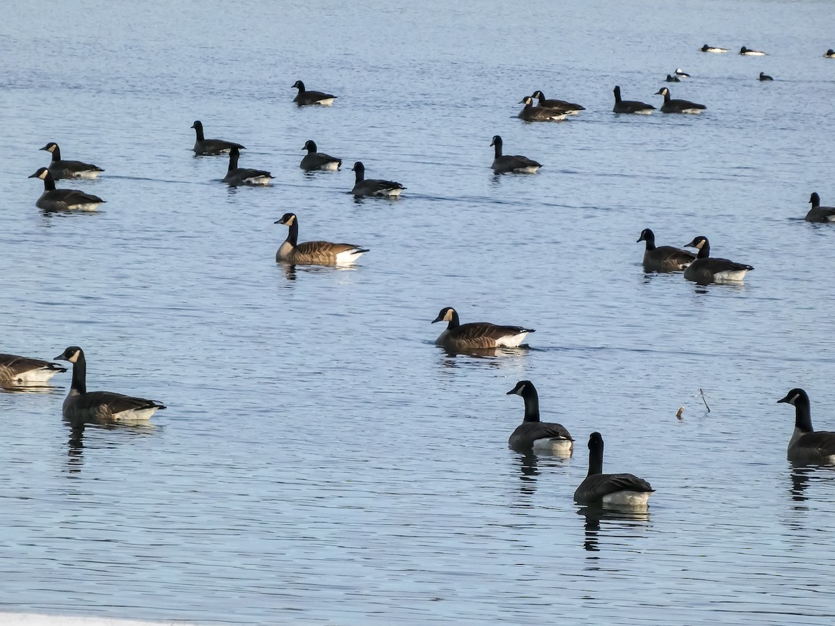 Canada Goose - ML646547309