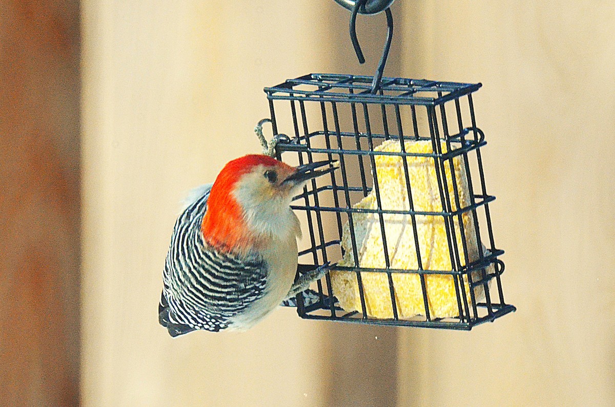 Carolinaspecht - ML646547310