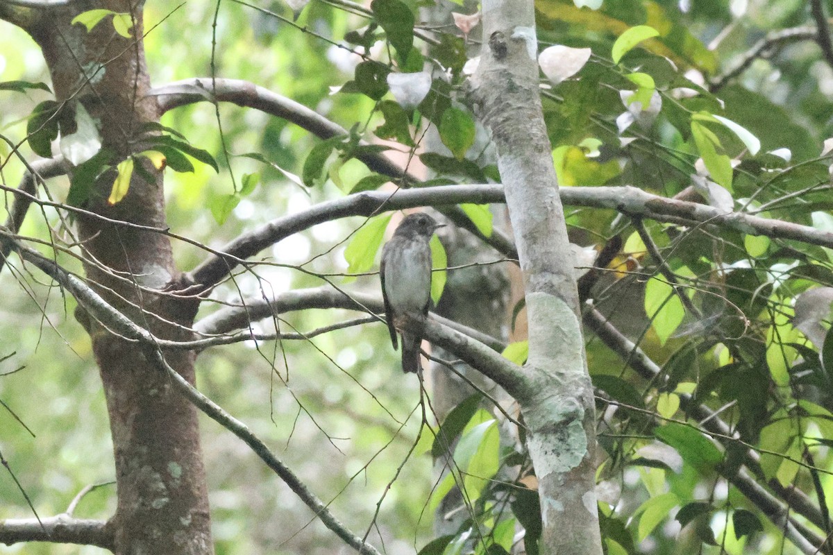 サメビタキ - ML646547315