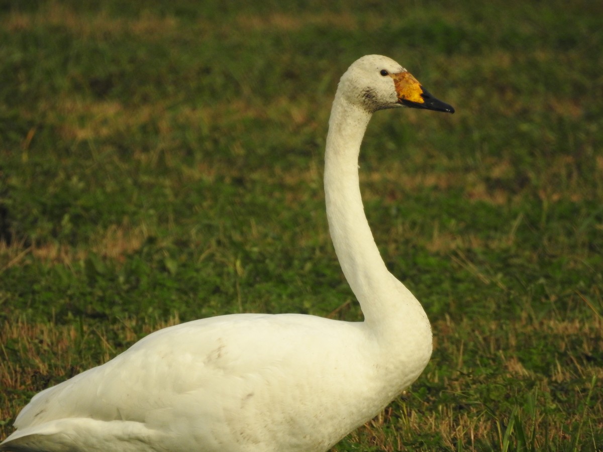 Whooper Swan - ML646547318