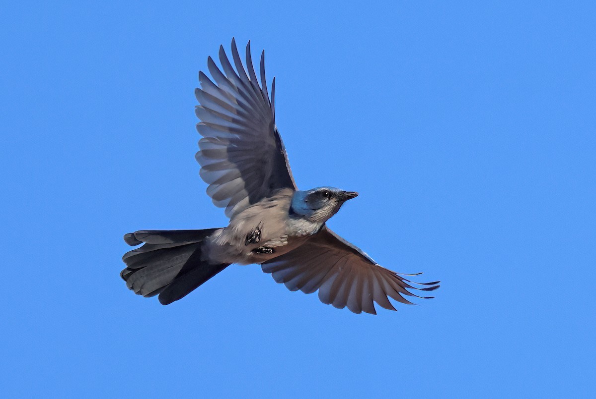 Woodhouse's Scrub-Jay - ML646547321