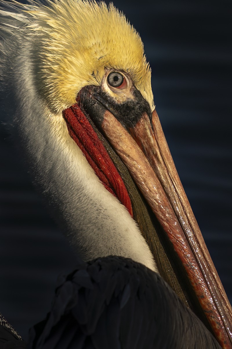 Brown Pelican - ML646547322
