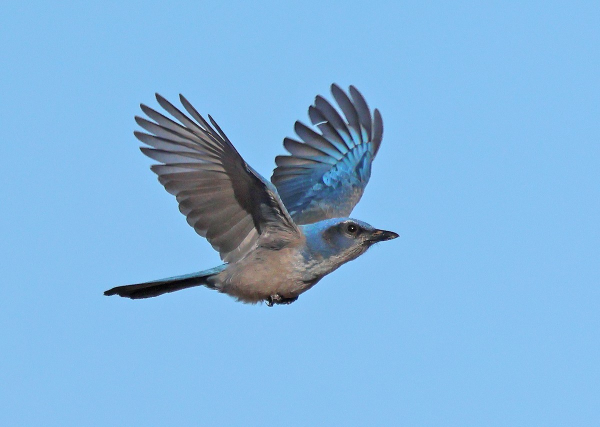 Woodhouse's Scrub-Jay - ML646547324
