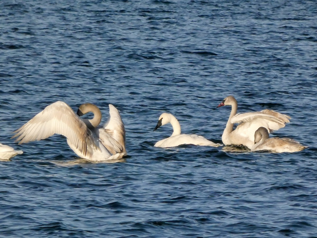 Trumpeter Swan - ML646547325