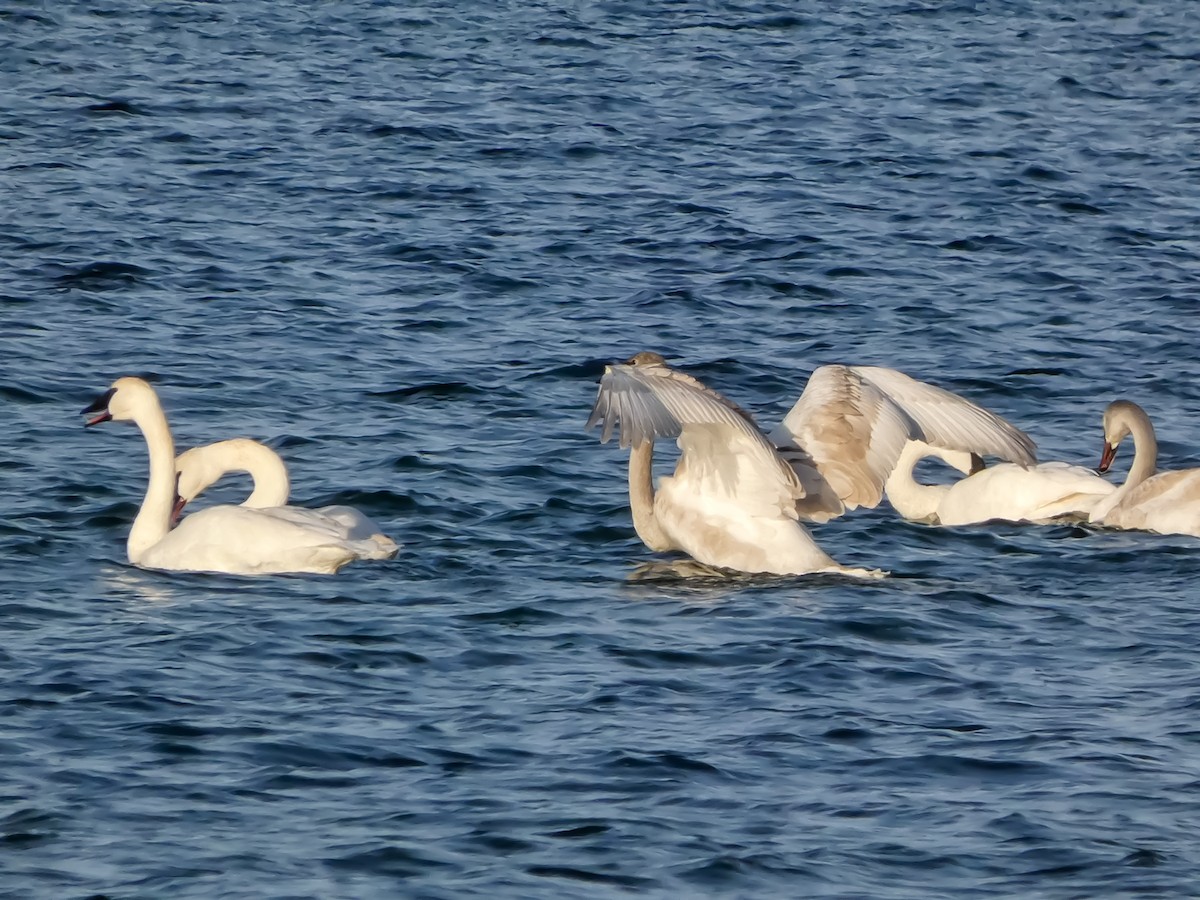 Trumpeter Swan - ML646547326