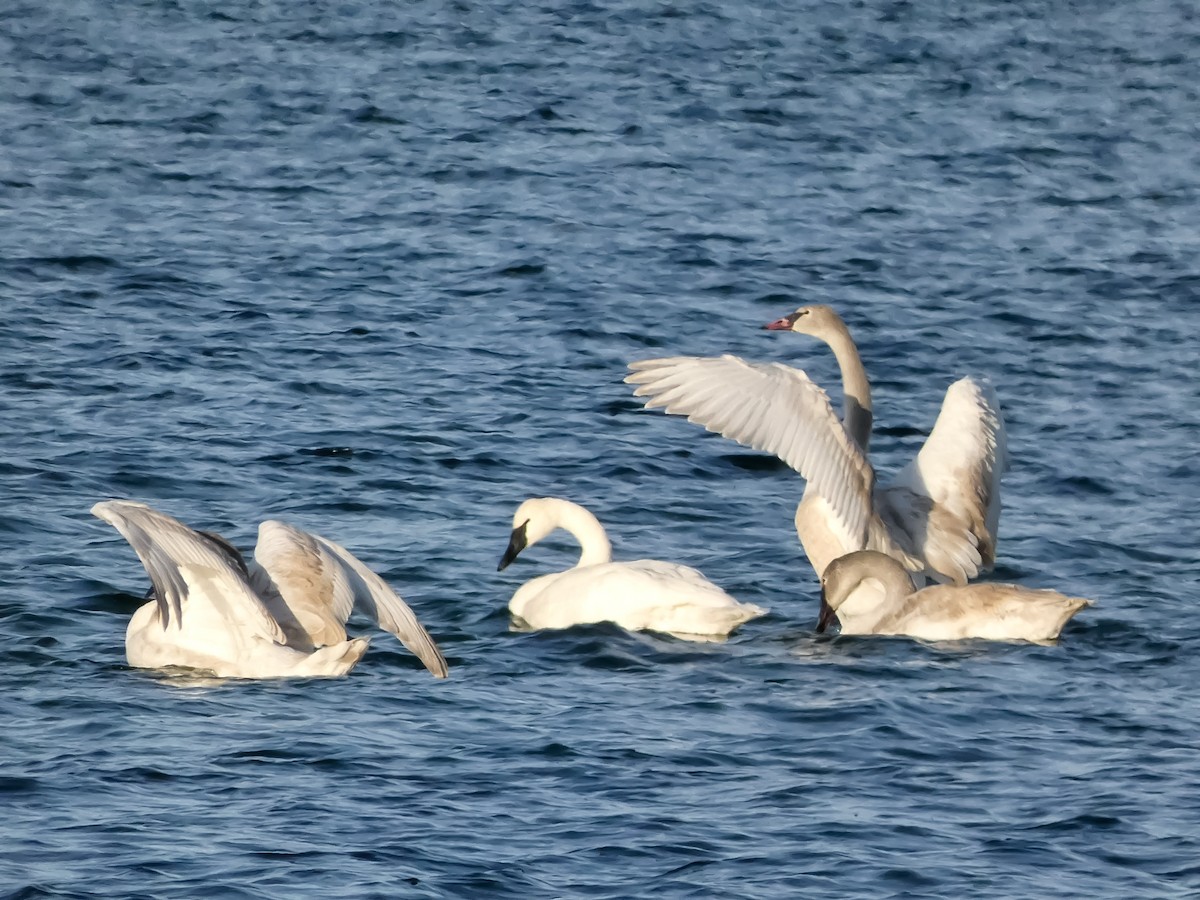 Trumpeter Swan - ML646547327