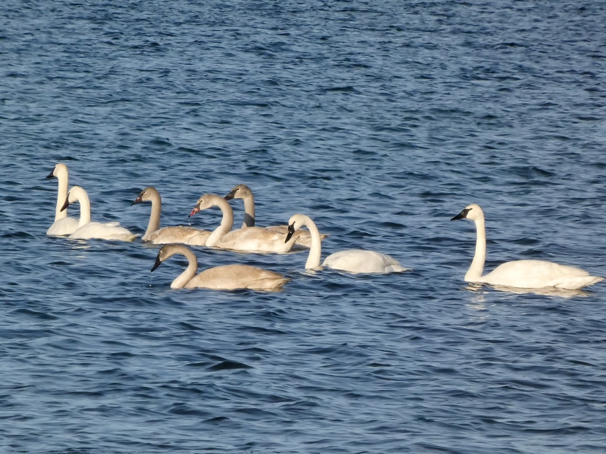 Trumpeter Swan - ML646547328