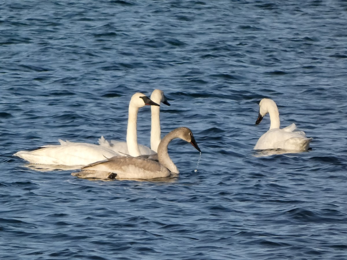 Trumpeter Swan - ML646547329