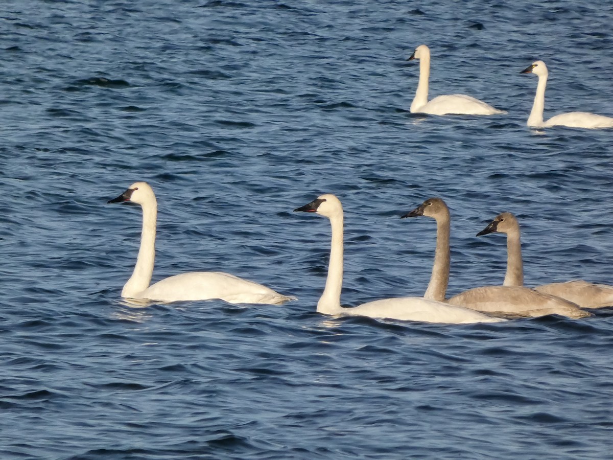 Trumpeter Swan - ML646547330