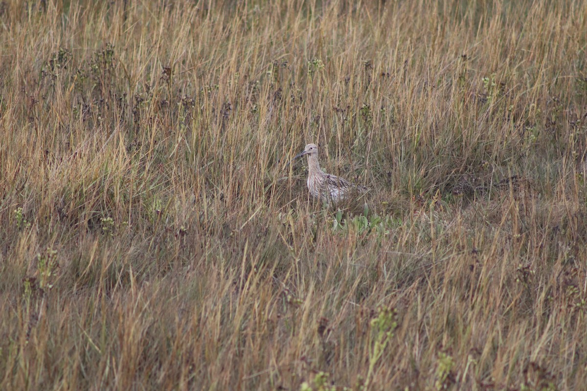 Eurasian Curlew - ML646547332