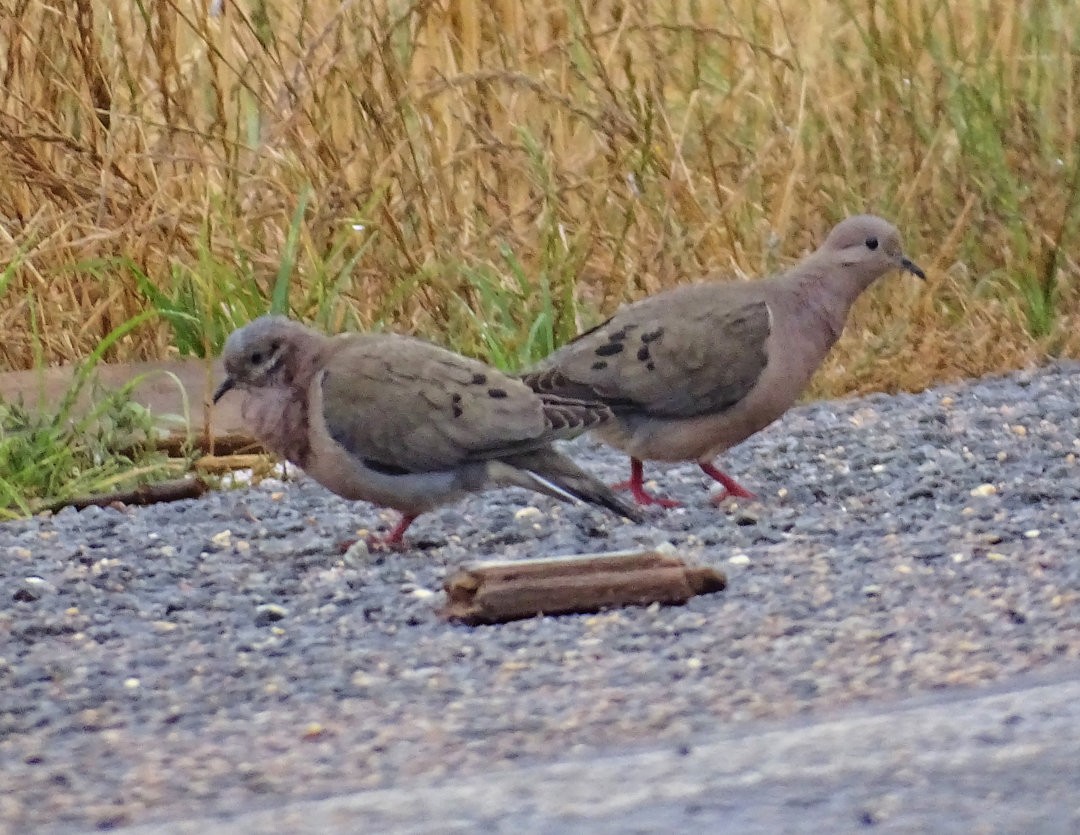 Eared Dove - ML646547333