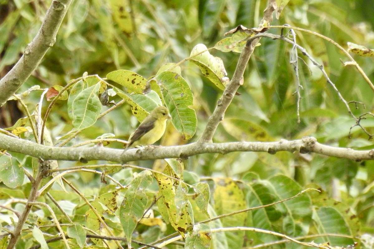 Lesser Goldfinch - ML646547335