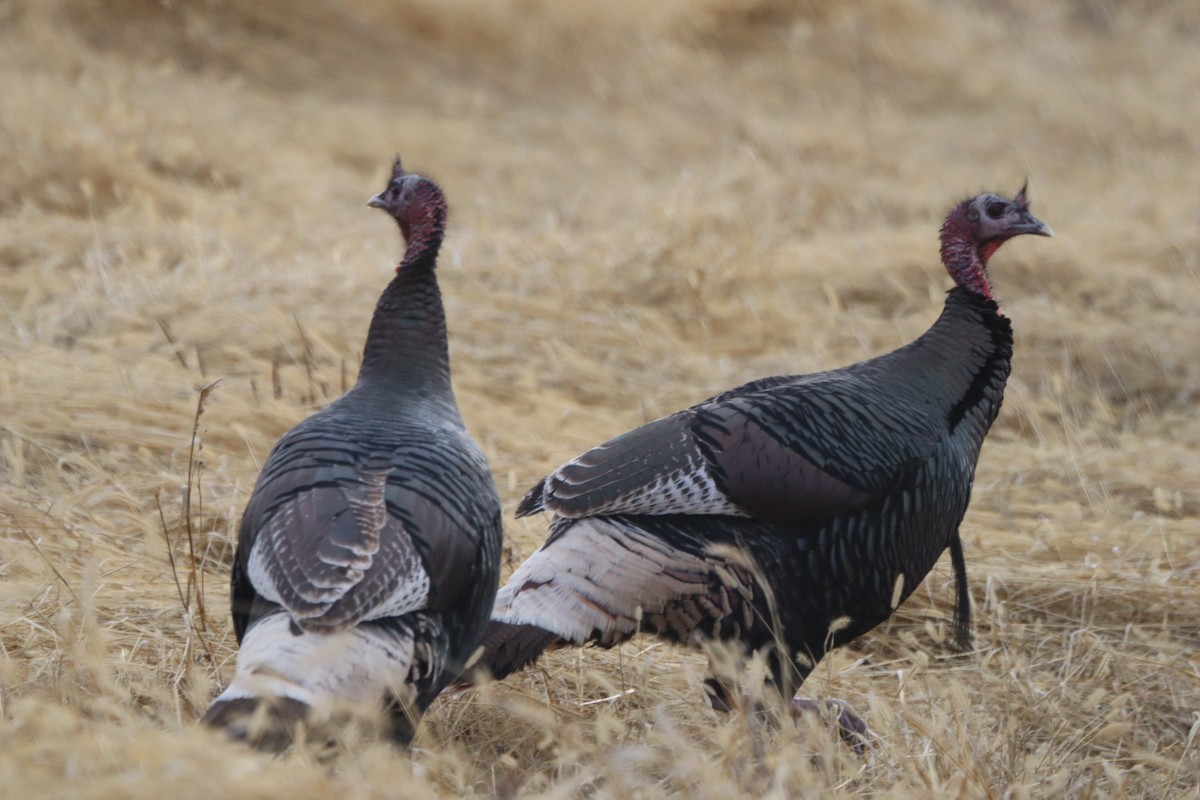 Wild Turkey - ML646547337