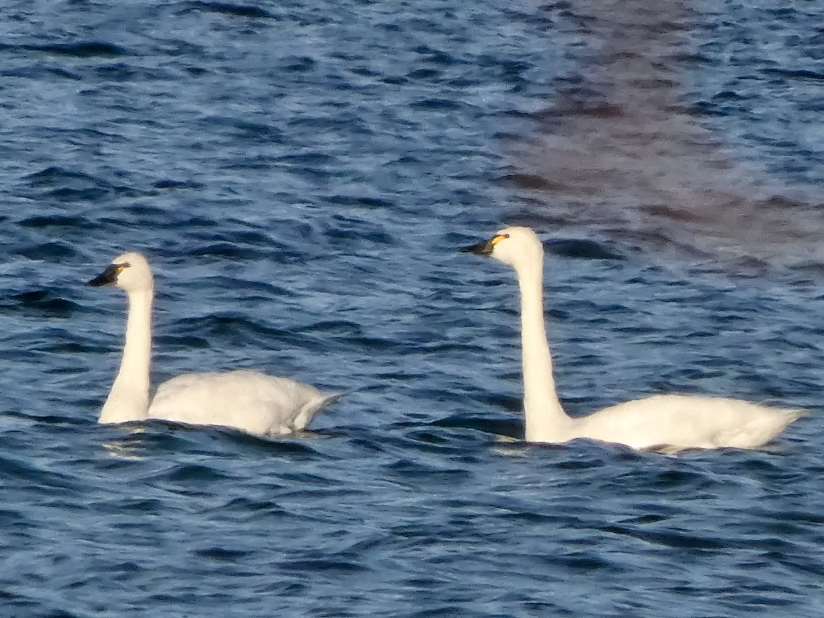 Tundra Swan - ML646547339