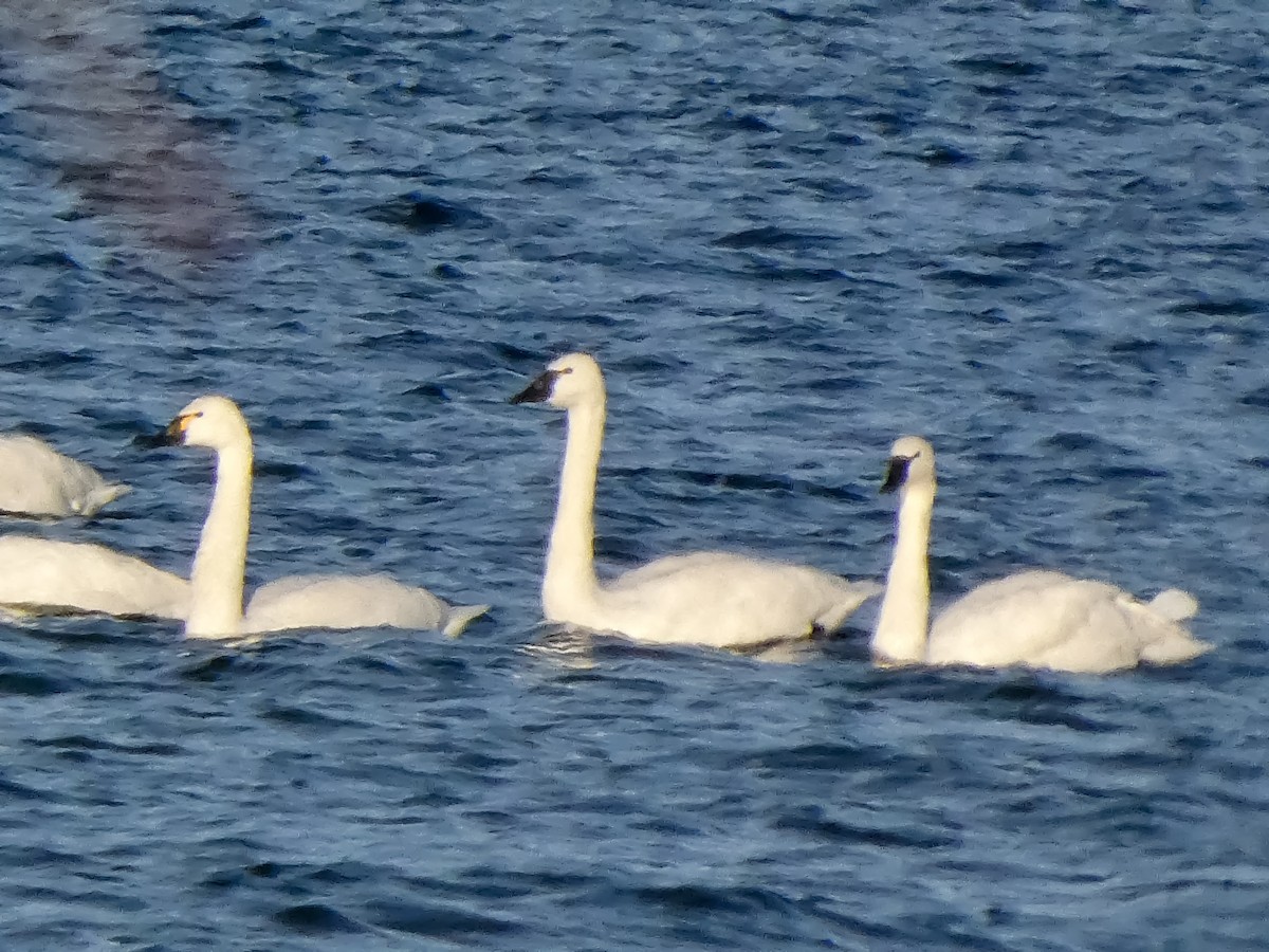 Tundra Swan - ML646547340