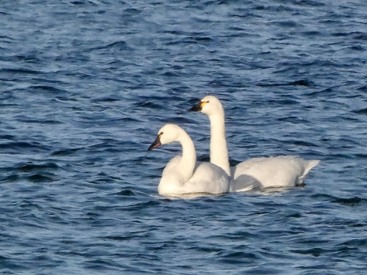 Tundra Swan - ML646547341