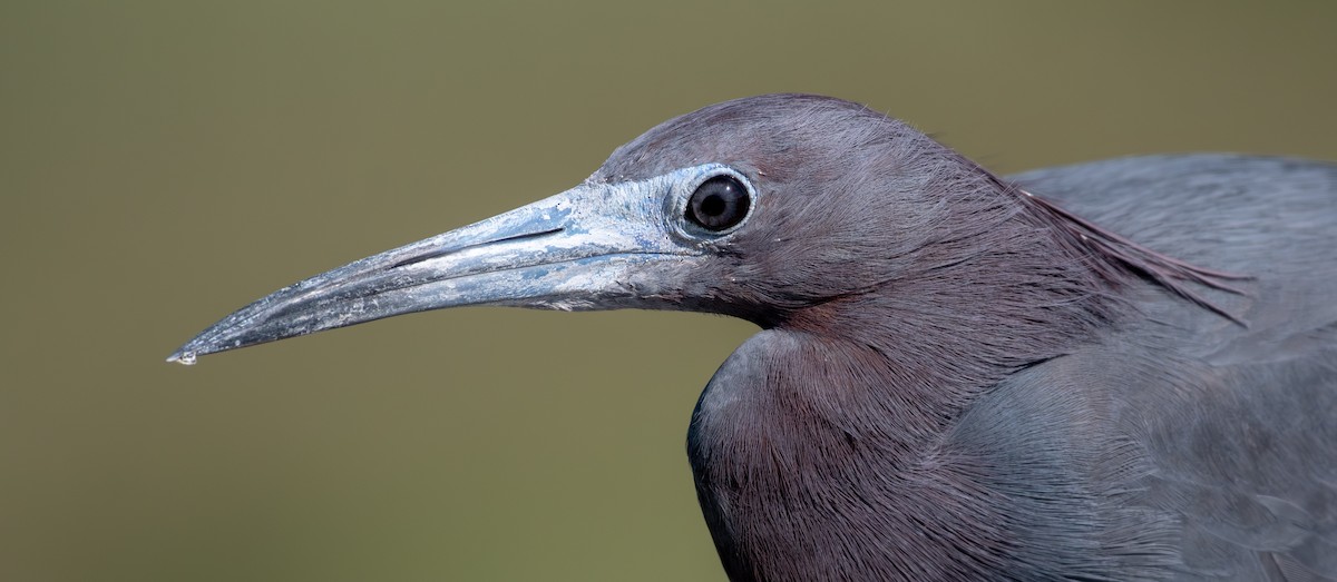 Garceta Azul - ML646547343