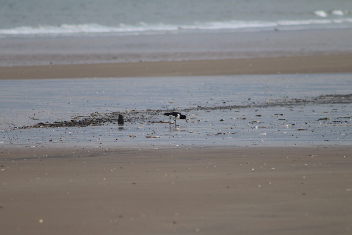 Eurasian Oystercatcher - ML646547344