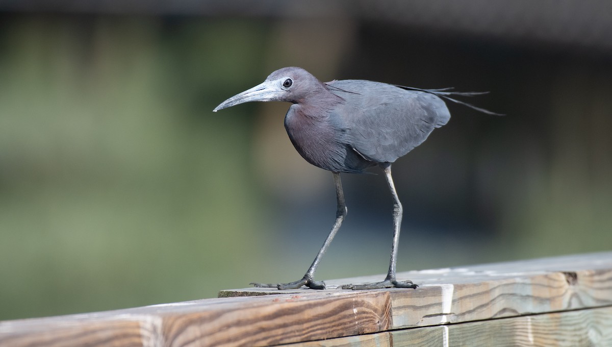 Garceta Azul - ML646547345