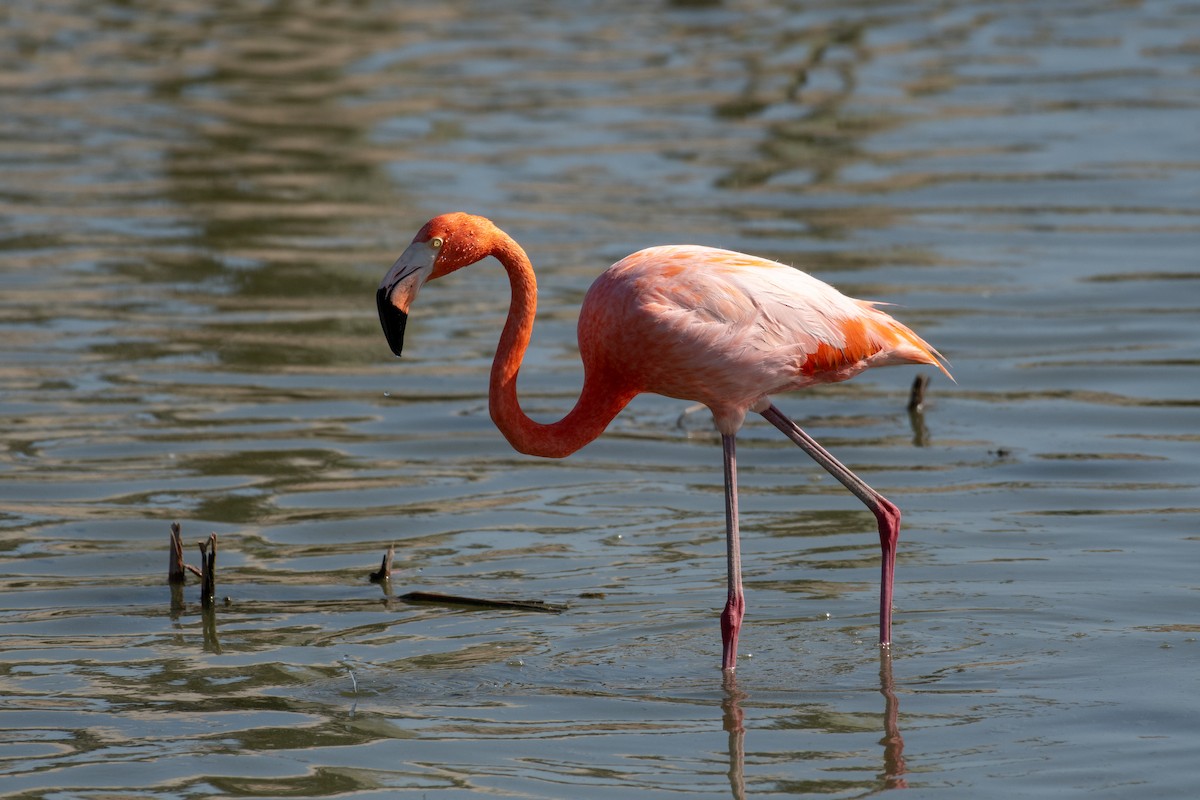 Flamenco Rojo - ML646547347
