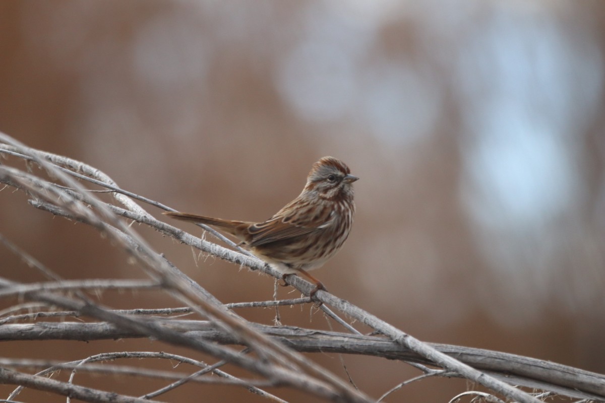 Song Sparrow - ML646547349