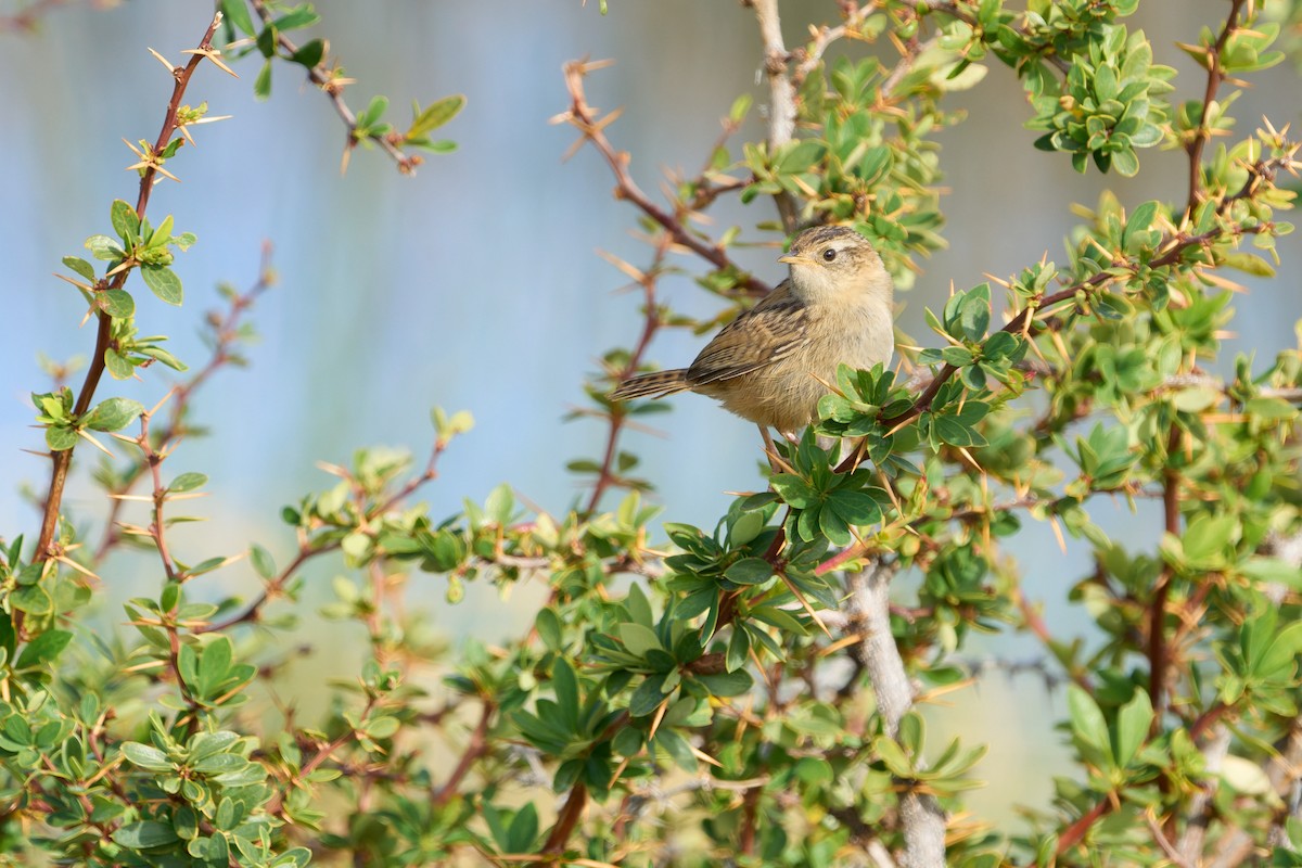 コバシヌマミソサザイ（hornensis／falklandicus） - ML646547350