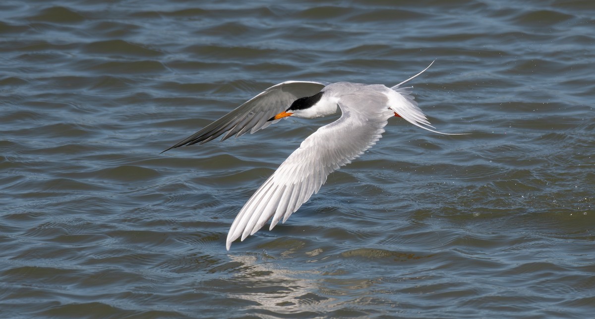 Charrán de Forster - ML646547351