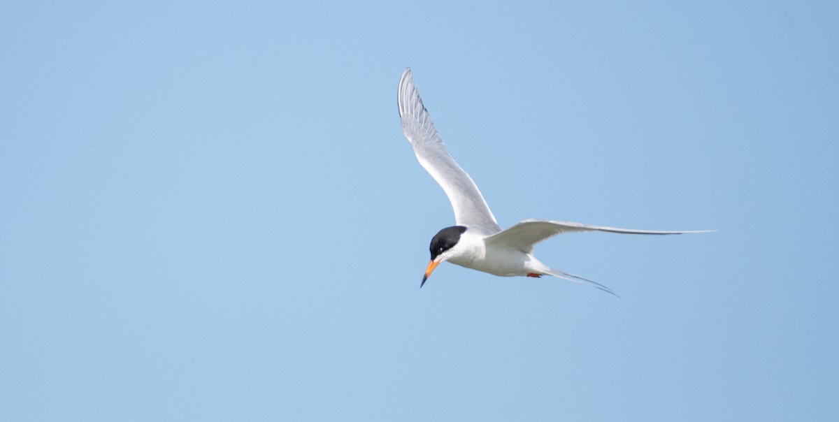 Charrán de Forster - ML646547352