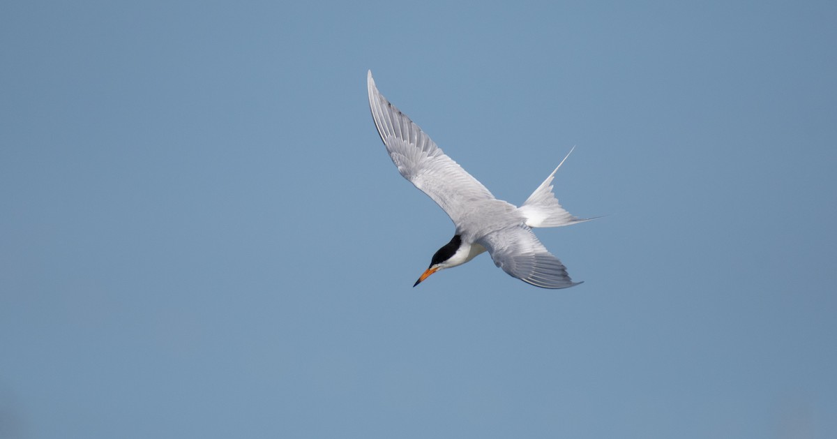 Charrán de Forster - ML646547353