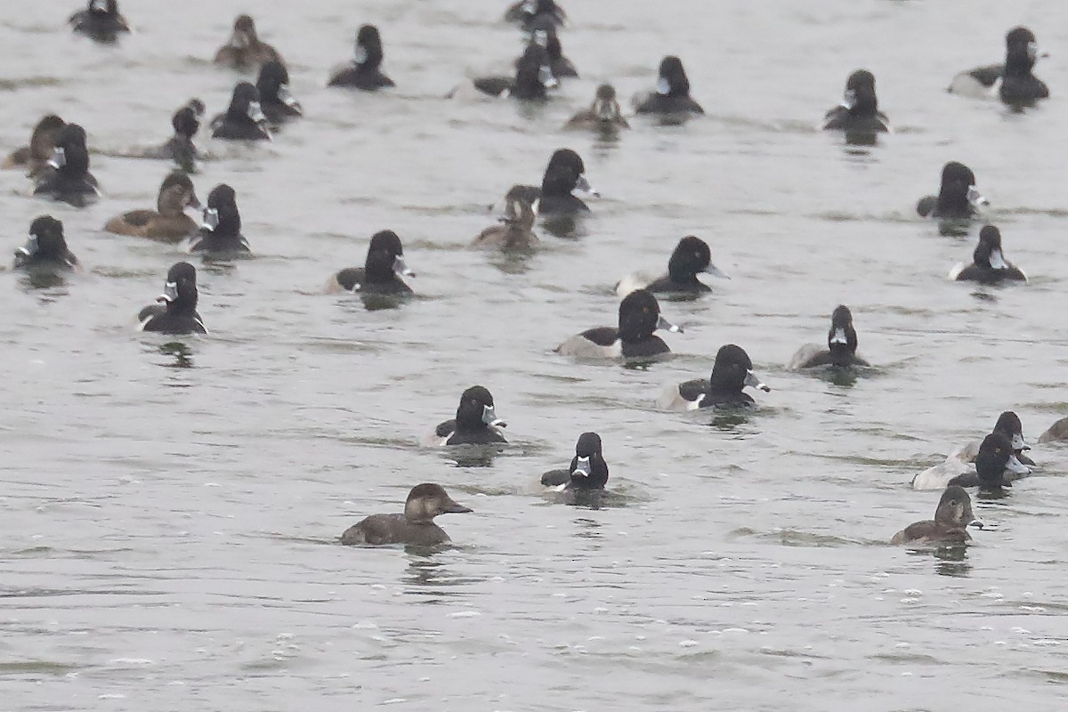 Black Scoter - ML646547356