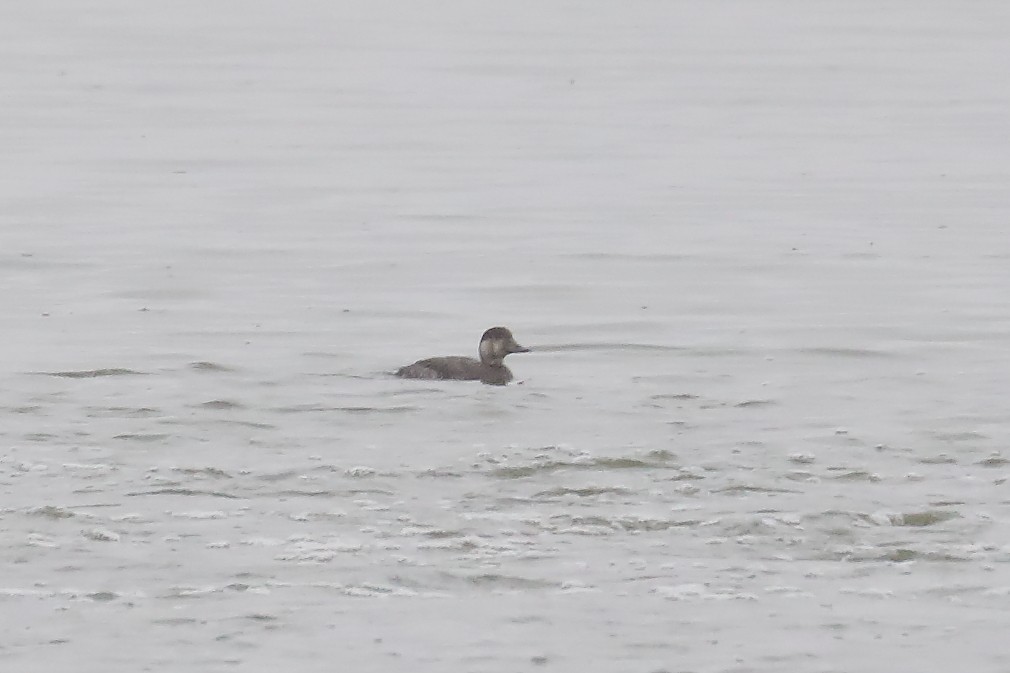 Black Scoter - ML646547357