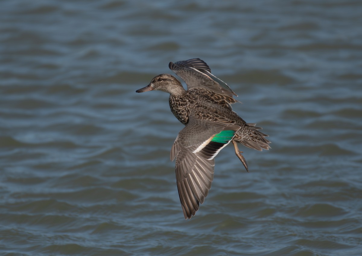 Cerceta Común - ML646547358