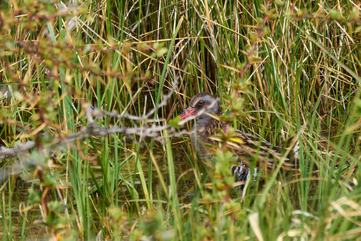 ミナミクイナ - ML646547359