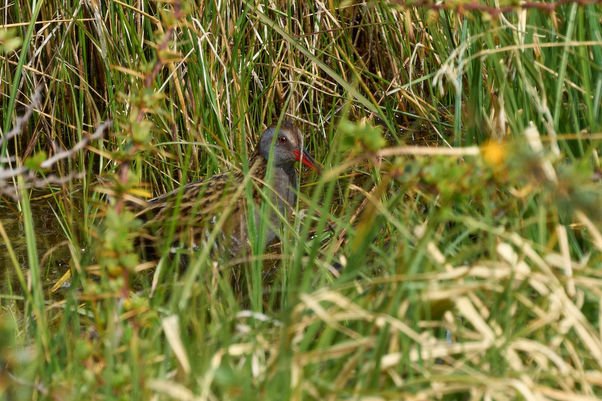 ミナミクイナ - ML646547360